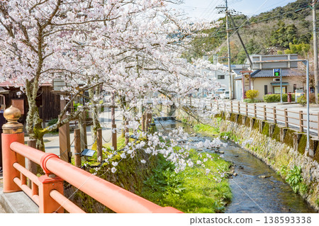 兵庫縣豐岡市城崎溫泉大谷川沿岸的櫻花盛開。 138593338