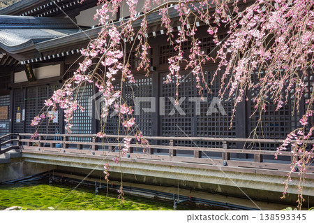 參觀城崎溫泉的公共浴池，以及御所之湯盛開的垂枝櫻花。 138593345