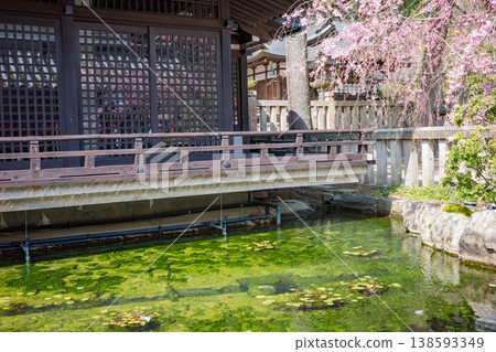 參觀城崎溫泉的公共浴池，以及御所之湯盛開的垂枝櫻花。 138593349