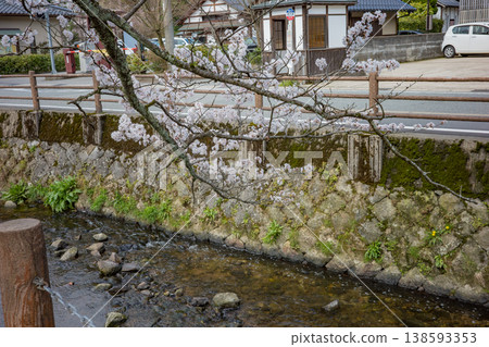 兵庫縣豐岡市城崎溫泉大谷川沿岸的櫻花盛開。 138593353