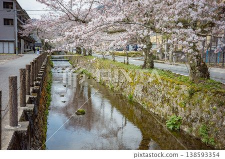 兵庫縣豐岡市城崎溫泉大谷川沿岸的櫻花盛開。 138593354