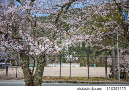 兵庫縣豐岡市城崎溫泉大谷川沿岸的櫻花盛開。 兵庫縣豐岡市城崎溫泉大谷川沿岸的櫻花盛開。 138593355