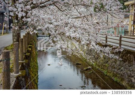 Cherry blossoms in full bloom along the Otani River in Kinosaki Onsen, Toyooka City, Hyogo Prefecture. Cherry blossoms in full bloom along the Otani River in Kinosaki Onsen, Toyooka City, Hyogo Prefecture. 138593356