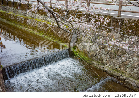 Cherry blossoms in full bloom along the Otani River in Kinosaki Onsen, Toyooka City, Hyogo Prefecture. Cherry blossoms in full bloom along the Otani River in Kinosaki Onsen, Toyooka City, Hyogo Prefecture. 138593357