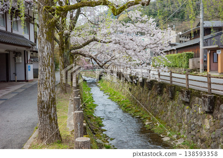 Cherry blossoms in full bloom along the Otani River in Kinosaki Onsen, Toyooka City, Hyogo Prefecture. 138593358