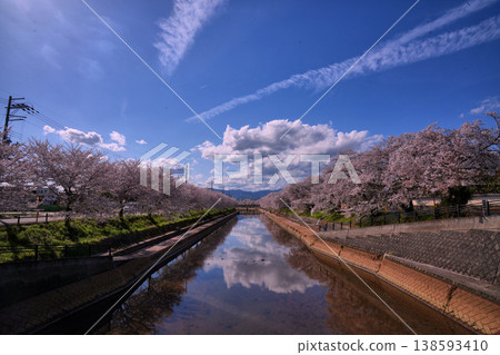 京都府久宮山町前川河堤岸的櫻花樹 138593410
