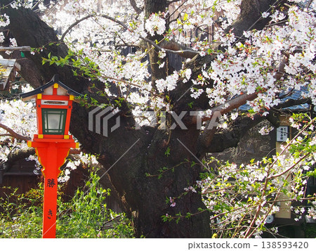 Oto Shrine and Sakura 138593420
