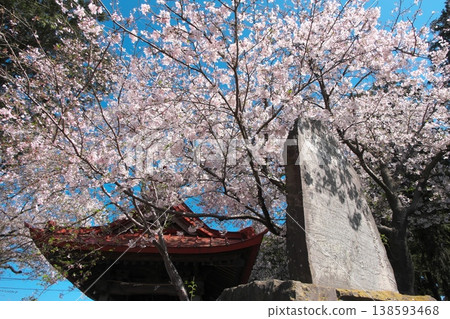 Cherry blossoms blooming around the bell tower and stone monument of Utsumochi Shrine Cherry blossoms blooming around the bell tower and stone monument of Utsumochi Shrine 138593468