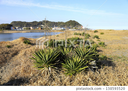 Tidal flats and Taitozaki Cape as seen from near the mouth of the Isumi River; a cluster of Yucca orchids growing in the sandy area. Tidal flats and Taitozaki Cape as seen from near the mouth of the Isumi River; a cluster of Yucca orchids growing in the sandy area. 138593520