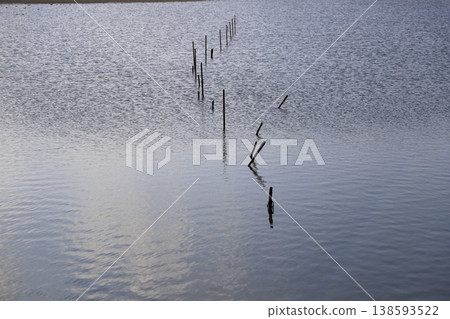 打入淺灘的木樁 138593522