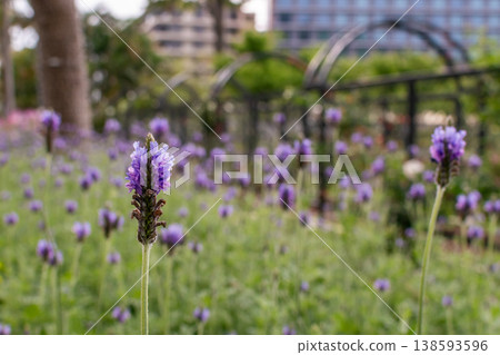lavender lavender 138593596