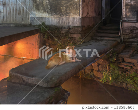 typical Asian domestic dog resting on a stone bridge typical Asian domestic dog resting on a stone bridge 138593605