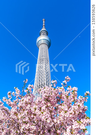 四月,東京的城市景觀,東京晴空塔和禦殿場櫻花在藍天的映襯下格外醒目。 四月,東京的城市景觀,東京晴空塔和禦殿場櫻花在藍天的映襯下格外醒目。 138593626