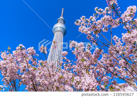 四月,東京的城市景觀,東京晴空塔和禦殿場櫻花在藍天的映襯下格外醒目。 四月,東京的城市景觀,東京晴空塔和禦殿場櫻花在藍天的映襯下格外醒目。 138593627