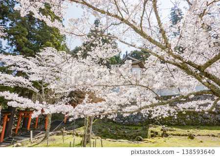 Izushi Castle ruins with cherry blossoms in full bloom in Toyooka City, Hyogo Prefecture Izushi Castle ruins with cherry blossoms in full bloom in Toyooka City, Hyogo Prefecture 138593640