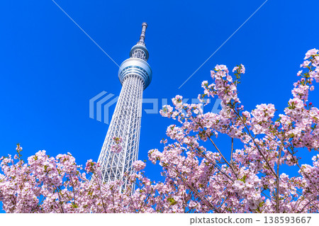 四月，東京的城市景觀，東京晴空塔和禦殿場櫻花在藍天的映襯下格外醒目。 138593667