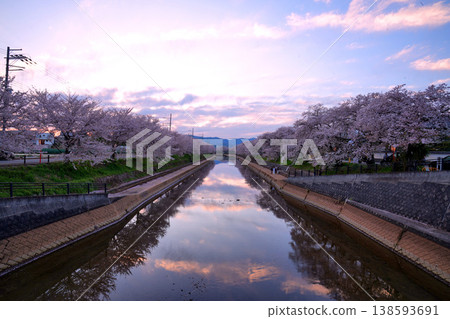 A sunset view of the cherry blossom trees lining the Maekawa River embankment in Kumiyama Town, Kyoto Prefecture. A sunset view of the cherry blossom trees lining the Maekawa River embankment in Kumiyama Town, Kyoto Prefecture. 138593691