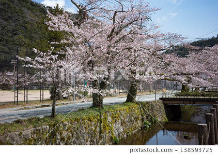 兵庫縣豐岡市城崎溫泉大谷川沿岸的櫻花盛開。 138593725