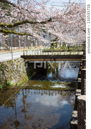 兵庫縣豐岡市城崎溫泉大谷川沿岸的櫻花盛開。 138593726
