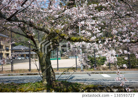 兵庫縣豐岡市城崎溫泉大谷川沿岸的櫻花盛開。 138593727