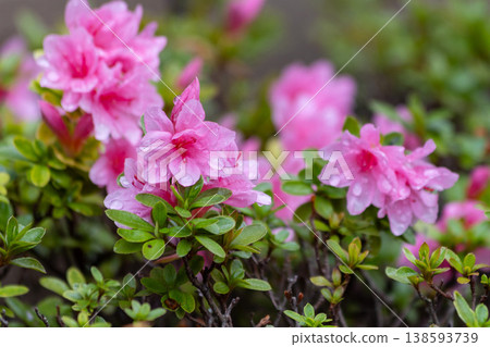 Azalea blossoms after the rain, a spring scene with raindrops clinging to them. Azalea blossoms after the rain, a spring scene with raindrops clinging to them. 138593739