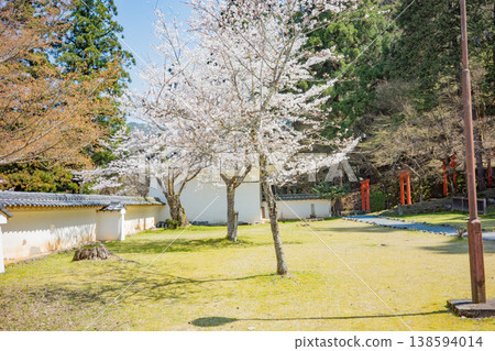 兵庫縣豐岡市櫻花盛開的出石城遺址 兵庫縣豐岡市櫻花盛開的出石城遺址 138594014