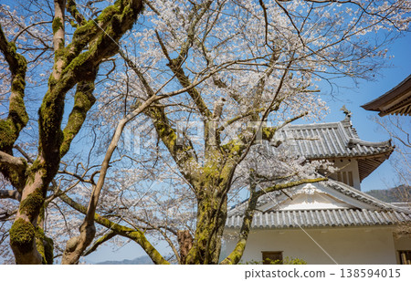 兵庫縣豐岡市櫻花盛開的出石城遺址 兵庫縣豐岡市櫻花盛開的出石城遺址 138594015