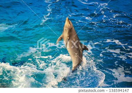 Dolphin Dolphin 138594147