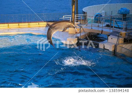 Dolphin Dolphin 138594148