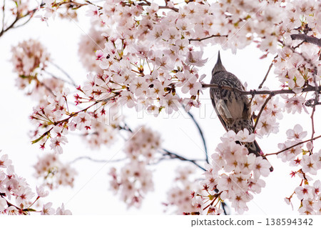 A bulbul resting among the cherry blossoms; the arrival of spring. A bulbul resting among the cherry blossoms; the arrival of spring. 138594342