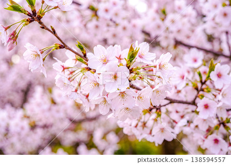 Close-up of cherry blossoms Close-up of cherry blossoms 138594557