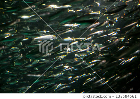 sardine sardine 138594561