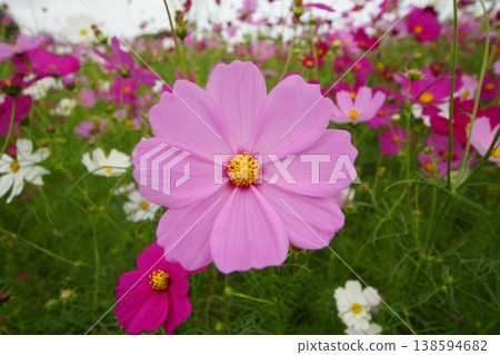 粉紅色的波斯菊花 138594682