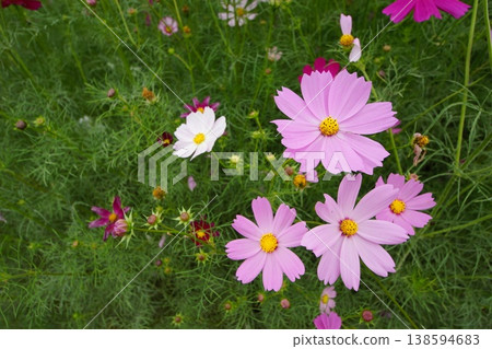 秋花波斯菊季節來了 138594683