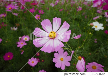 autumn flowers cosmos pink flowers 138594684