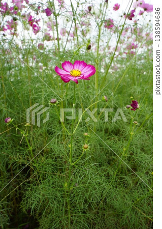 粉紅色的宇宙綻放在宇宙領域 138594686