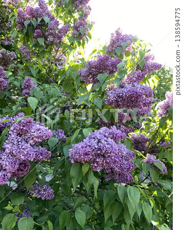 Lilac flowers blooming on lush green foliage, creating a vibrant and natural background Lilac flowers blooming on lush green foliage, creating a vibrant and natural background 138594775