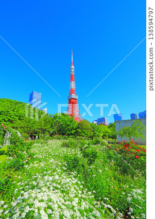 Blooming flowers and Tokyo Tower in Minato Ward, Tokyo Blooming flowers and Tokyo Tower in Minato Ward, Tokyo 138594797