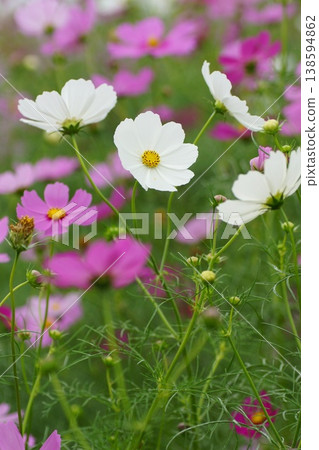 波斯菊領域的白色波斯菊 波斯菊領域的白色波斯菊 138594862