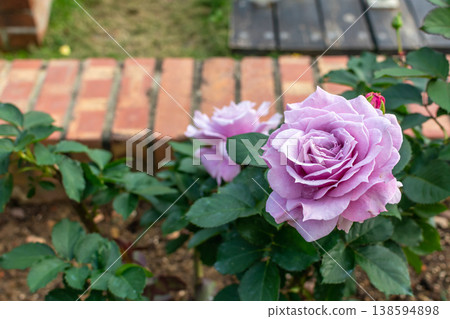 Rose Rose 138594898