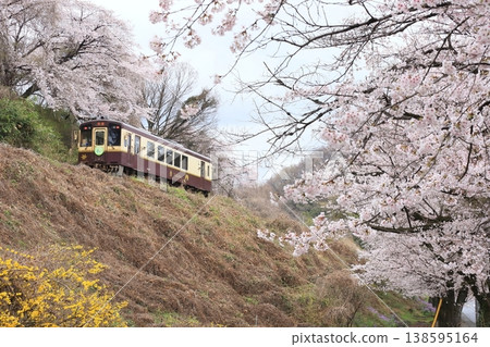 Watarase Keikoku Railway: "A train running through cherry blossoms in full bloom amidst a light rain." Watarase Keikoku Railway: "A train running through cherry blossoms in full bloom amidst a light rain." 138595164