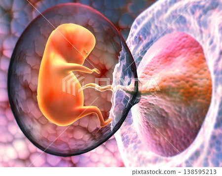 Human fetus inside the womb 138595213
