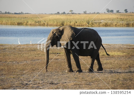 Scenery of the Botswana savanna Scenery of the Botswana savanna 138595254