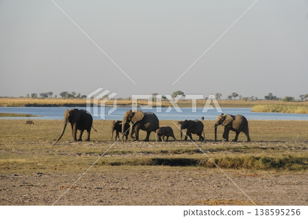Scenery of the Botswana savanna 138595256
