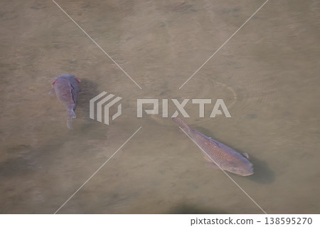 清澈的池塘里，鯉魚遊來游去。 138595270