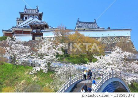 【京都府】福知山城與升龍橋,櫻花盛開。 【京都府】福知山城與升龍橋,櫻花盛開。 138595378