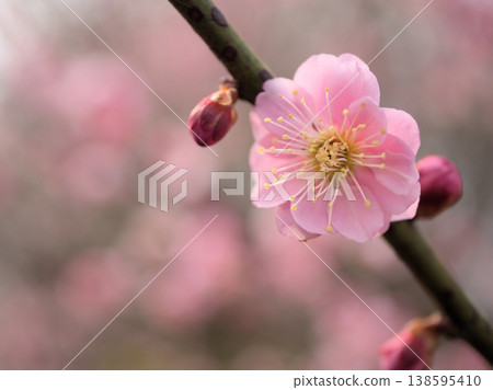 The pink plum blossoms of "Goshobeni" bloomed in sunny March. The pink plum blossoms of "Goshobeni" bloomed in sunny March. 138595410