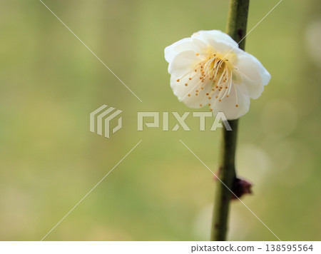 White plum blossoms, "Shirataki Shidare," bloomed in sunny March. White plum blossoms, "Shirataki Shidare," bloomed in sunny March. 138595564