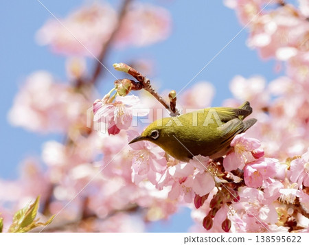 A Japanese white-eye perched on a cherry blossom branch with a blue sky in the background A Japanese white-eye perched on a cherry blossom branch with a blue sky in the background 138595622