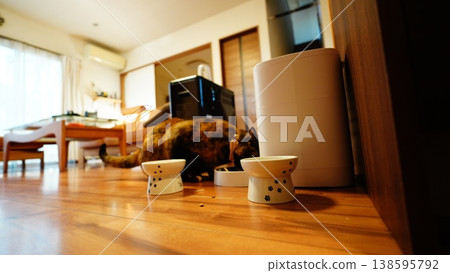Two pet cats relaxing inside the house 138595792